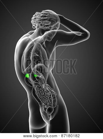 3D Render Medical Illustration Of The Human Adrenal Glands