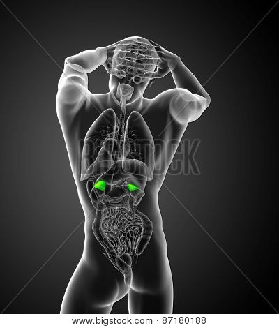 3D Render Medical Illustration Of The Human Adrenal Glands
