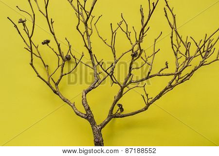 Tree On Yellow Background, Horizontal