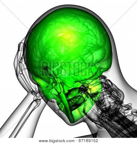 3D Render Human Skull Anatomy