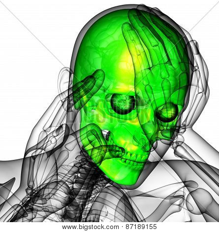 3D Render Human Skull Anatomy