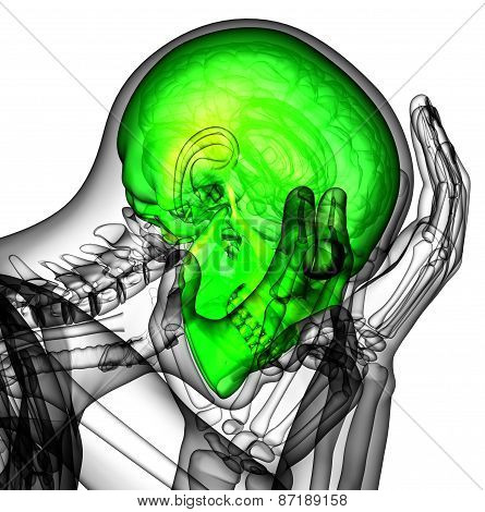 3D Render Human Skull Anatomy