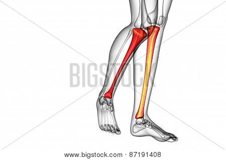 3D Render Medical Illustration Of The Tibia Bone