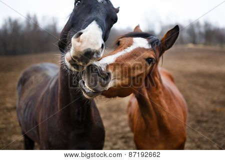 Funny Horses