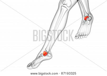 3D Render Illustration Of The Talus Bone