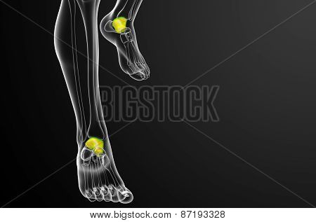 3D Render Illustration Of The Talus Bone