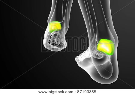 3D Render Illustration Of The Talus Bone