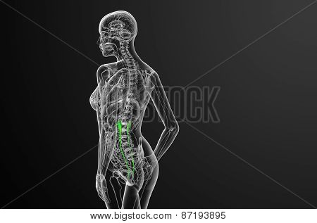 3D Render Medical Illustration Of The Ureter