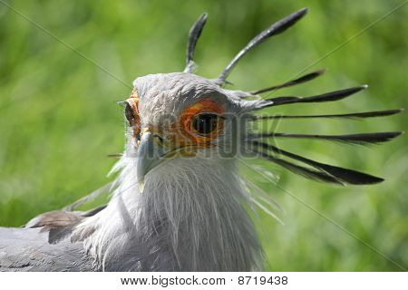 Sekretarz portret ptak