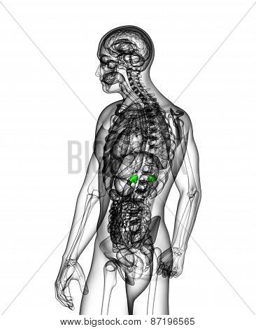 3D Medical Illustration Of The Adrenal