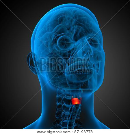 3D Render Medical Illustration Of The  Larynx