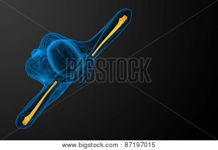 3D Render Medical Illustration Of The Ulna Bone