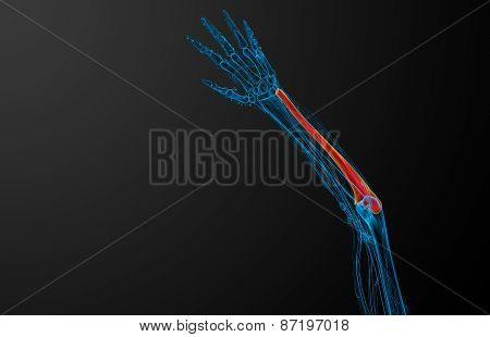 3D Render Medical Illustration Of The Ulna Bone