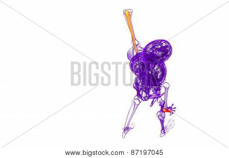 3D Render Medical Illustration Of The Ulna Bone