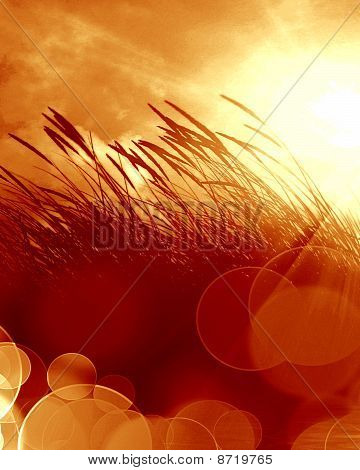 Marram 草