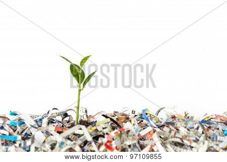 Young Green Plant In Stack Of Scrap Paper