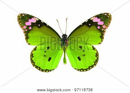 Plain Tiger Butterfly (danaus Chrysippus)