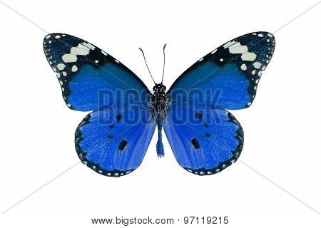 Plain Tiger Butterfly (danaus Chrysippus)