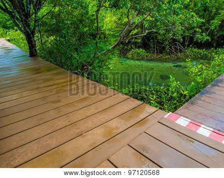 Wooden Pathway In Flooded Rain Forest Jungle