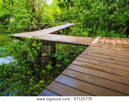 Wooden Pathway In Flooded Rain Forest Jungle