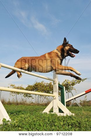 Skákání Malinois