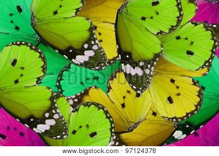 Plain Tiger Butterfly (danaus Chrysippus)