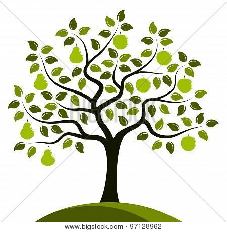 Apples And Pears On One Tree