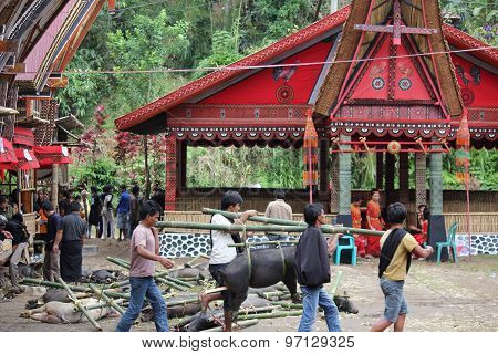 Group Of Torajan Around The Pigs Used As Sacrifice