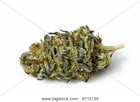 Medizinisches Marihuana auf weiß