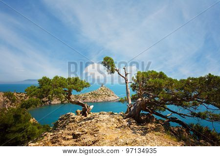 Relic Juniper On The Rock Against The Cape Kapchik. Crimea