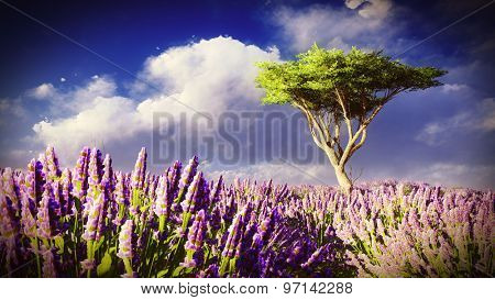Lavender fields 