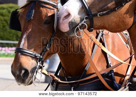 horse in harness