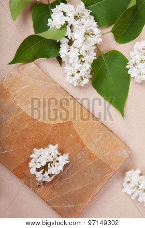 jotter on the surface of a white lilac flowers. background