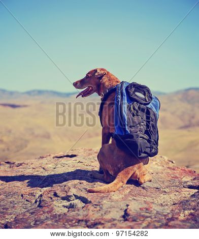 a dog sitting on a mountain top with a canvas backpack looking over a skyline toned with a retro vintage instagram filter 