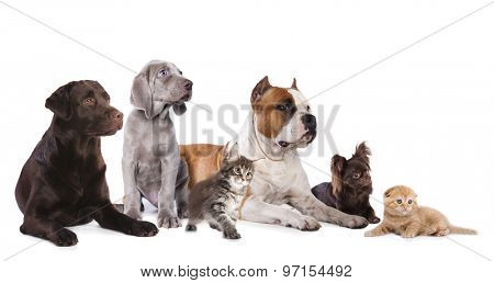 Group of dogs and kitens sitting in front of a white background