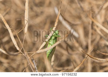 Grashopper in a colza field