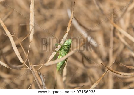 Grashopper in a colza field
