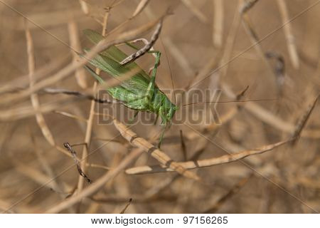 Grashopper in dry colza planz