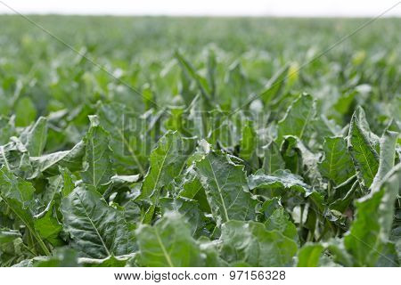 Sugar beet field