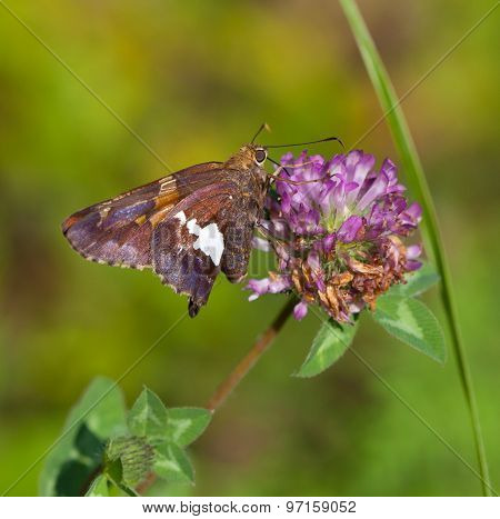 Silver Spotted Skipper