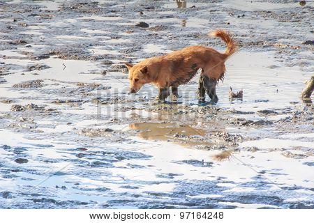 Dog Walking In The Mud In The Sea.