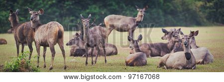 Herd of the Sambar deers. Panorama, focus on deer on far right