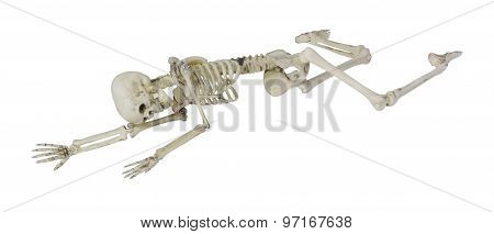 Skeleton Laying Partially Prone And Sideways