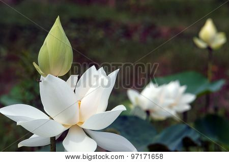 Vietnamese Flower, White Lotus Flower