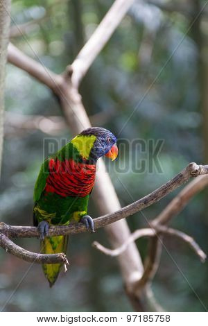 Lory Bird