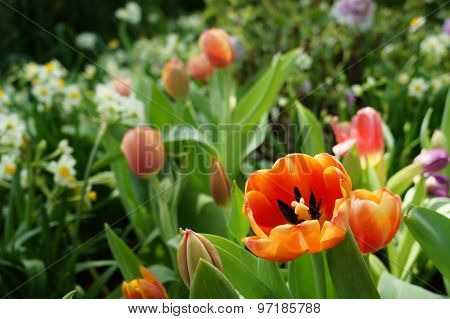 Flowers field