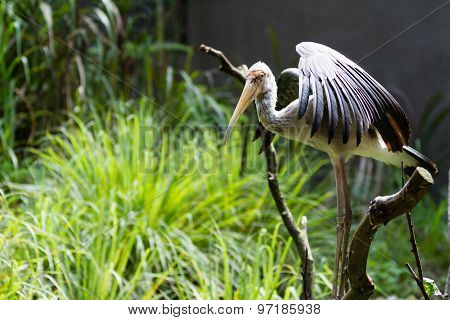 lesser adjutant on branch