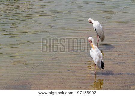 2 lesser adjutants drinking water