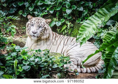 White Tiger in the Forest