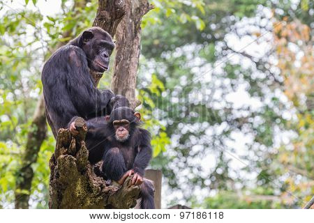 Chimpanzee Family